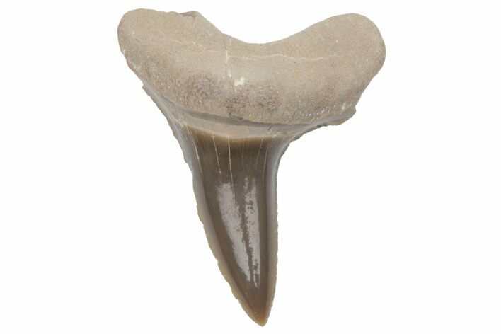 Bargain, Fossil Ginsu Shark (Cretoxyrhina) Tooth - Kansas #219152